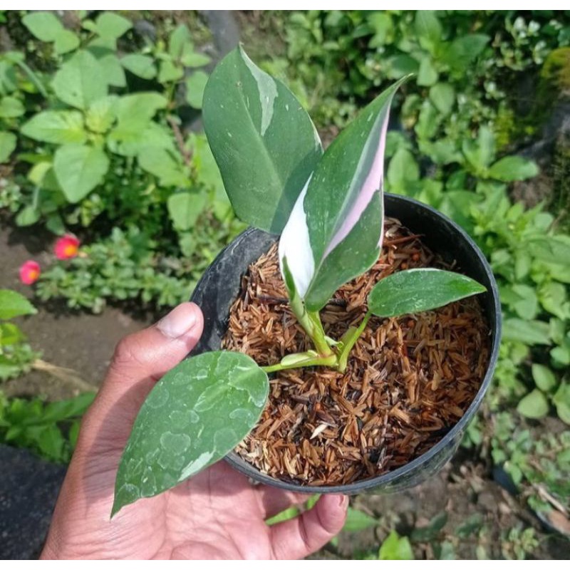 PROMO Bibit Batang Philodendron White princess tricolor/ bonggol Philodendron..