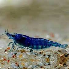 Udang hias blue diamond