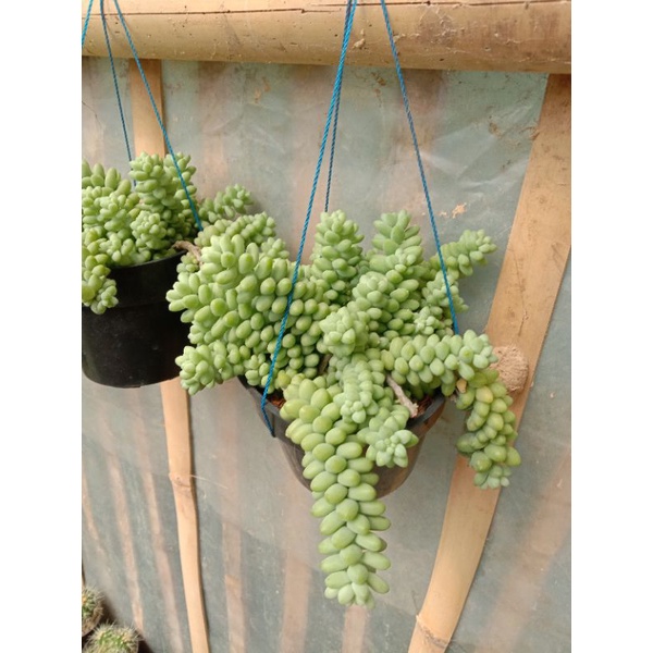 Sukulen anggur donkey tail big size