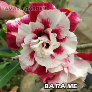 bibit bunga kamboja adenium barame