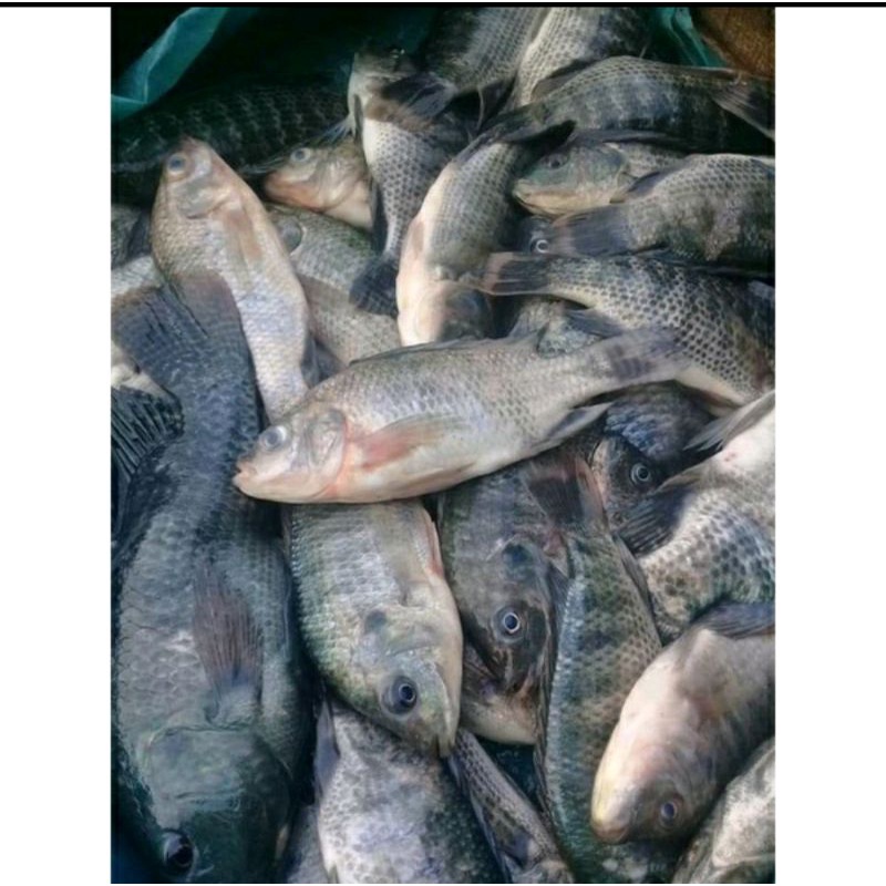 Essen lumut R46 ikan nila, mujaer ,tombro liaran / media umpan lumut / essen lumut