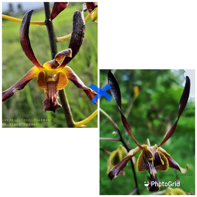 anggrek dendrobium ly x lim loong keng batang hitam