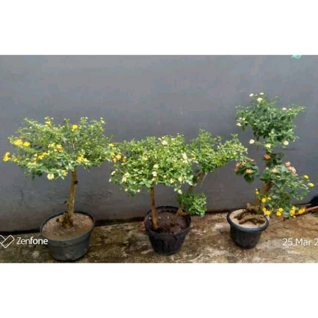 bunga lantana 3 warna