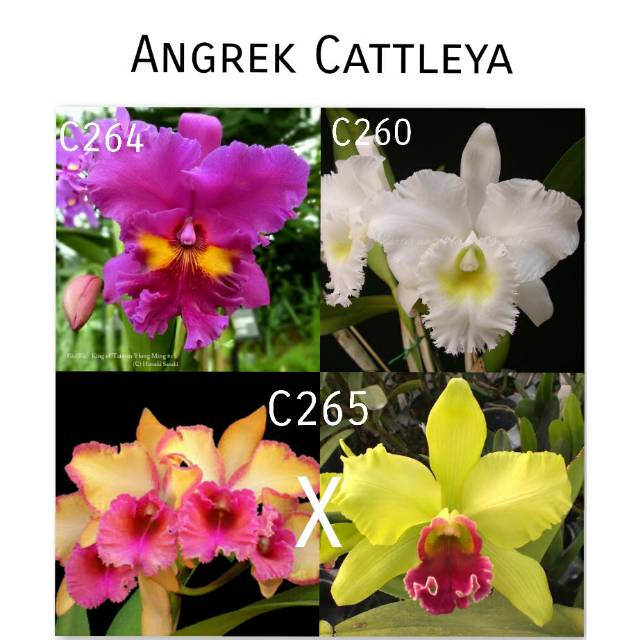 ANGGREK SEEDLING CATTLEYA