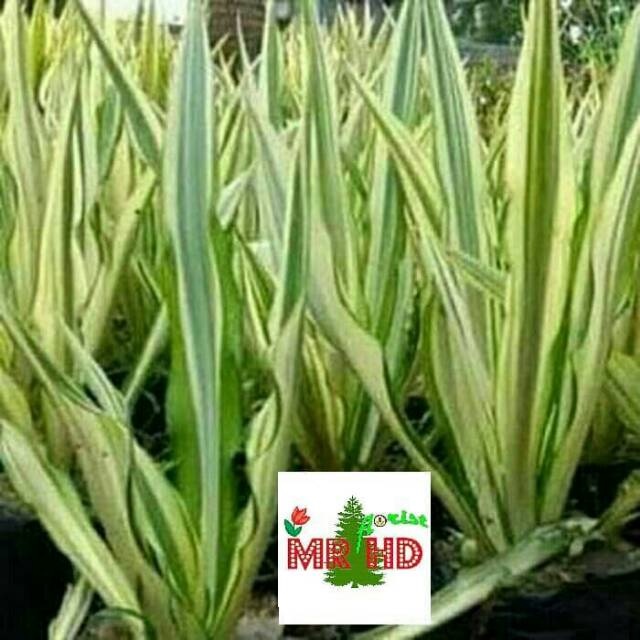 Tanaman hias agave kuning