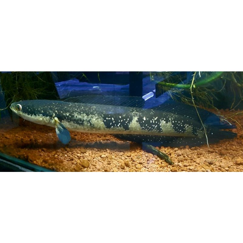 channa auroflamea/grandinosa sp laos rare item