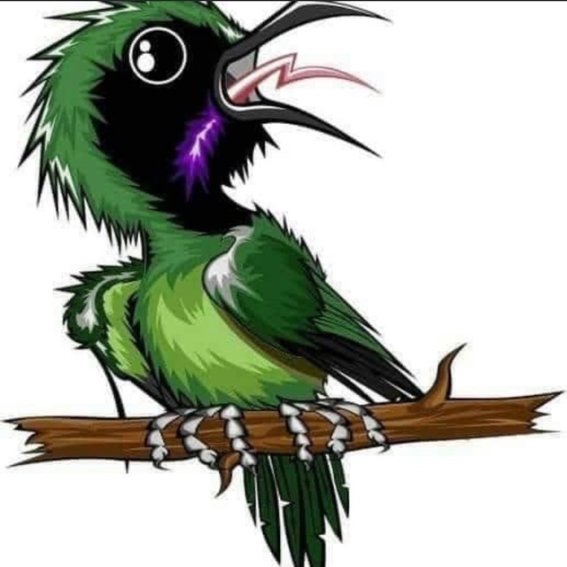 52 Gambar Burung Perkutut Kartun HD Terbaru