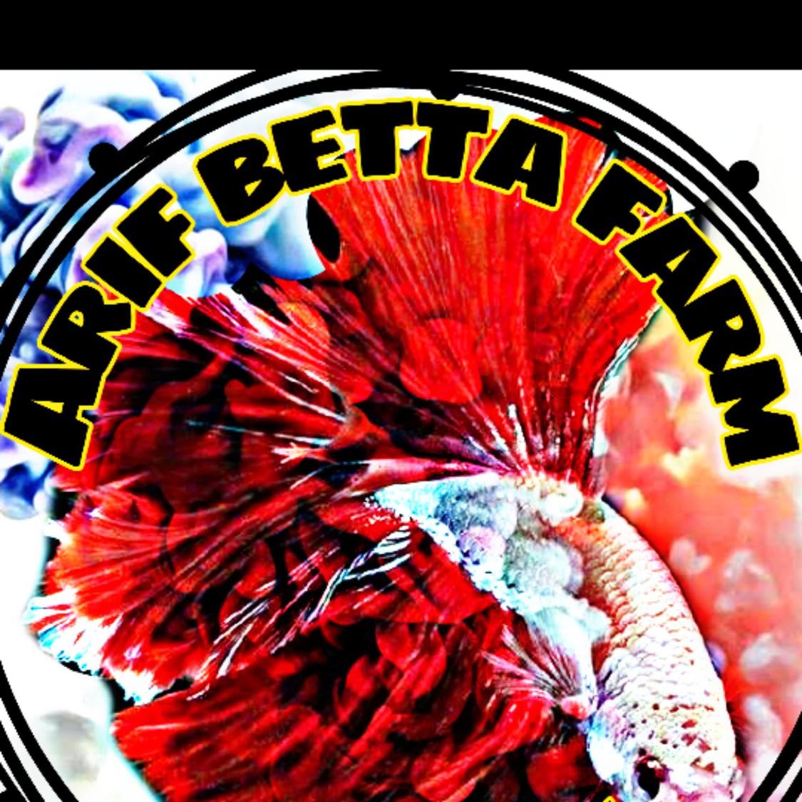 anyfarihatunnisa