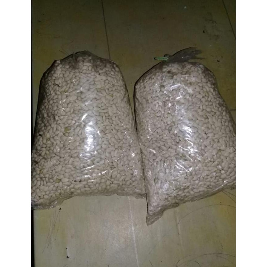 lock Benih Biji Jeruk JC Japanese Citroen kds