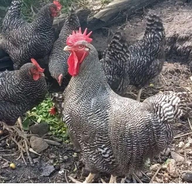

Promo !!|SQ11|Telur ayam Barred Rock / Plymouth Rock ory impor. Telur Fertil Untuk di tetaskan