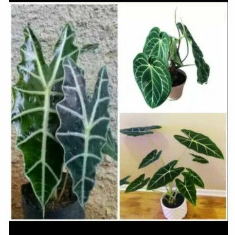 3 pcs tanaman hias(keladi tengkorak_neon_kuping gajah)