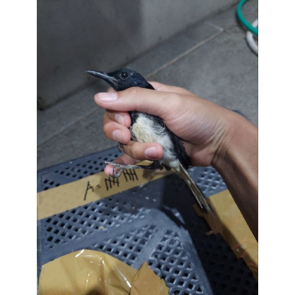 Kacer Kalimantan Body Big