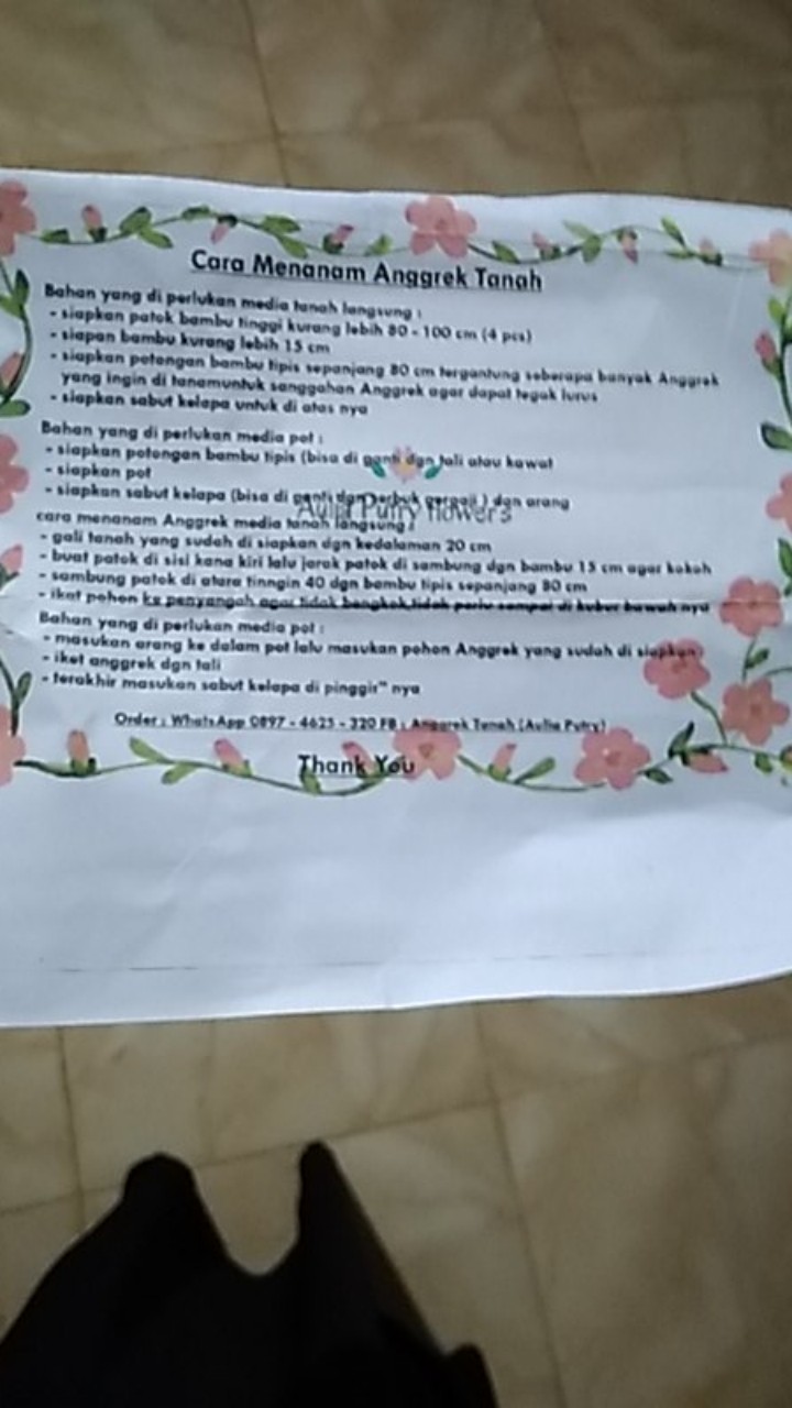 Vanda Douglas Murah (dewasa)