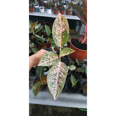 miliki aglonema JT2000