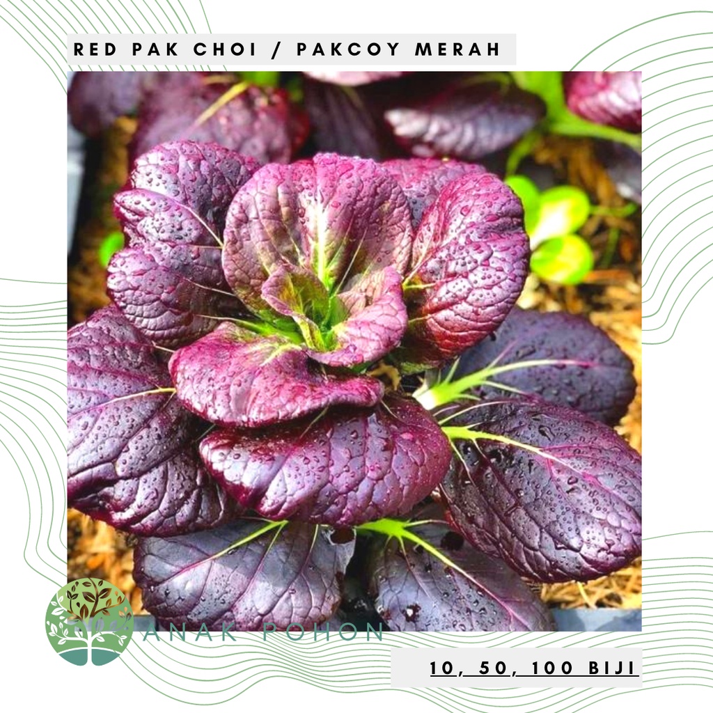 Benih Bibit Biji - Red Pak Choi F1 / Sawi Pak Choy Pakcoy Merah SUPER Seeds - IMPORT