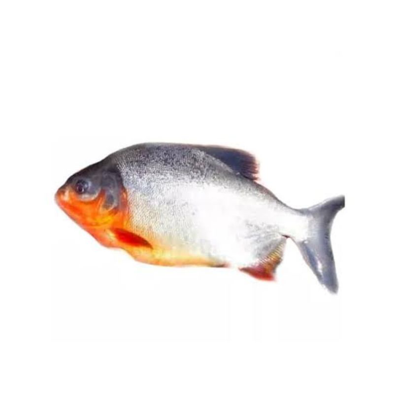 

Ikan bawal tawar - 500 gram