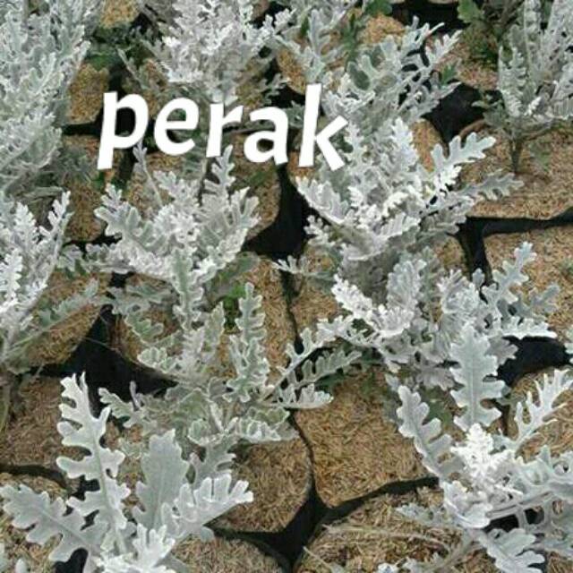 Tanaman bunga putri salju