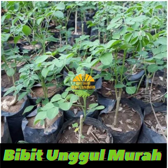 Asli! bibit kelor murah Terlaris