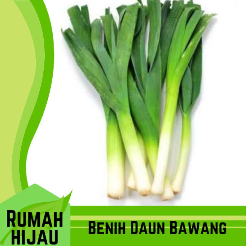 Isi -+100 Biji - Benih Daun Bawang Dataran Rendah