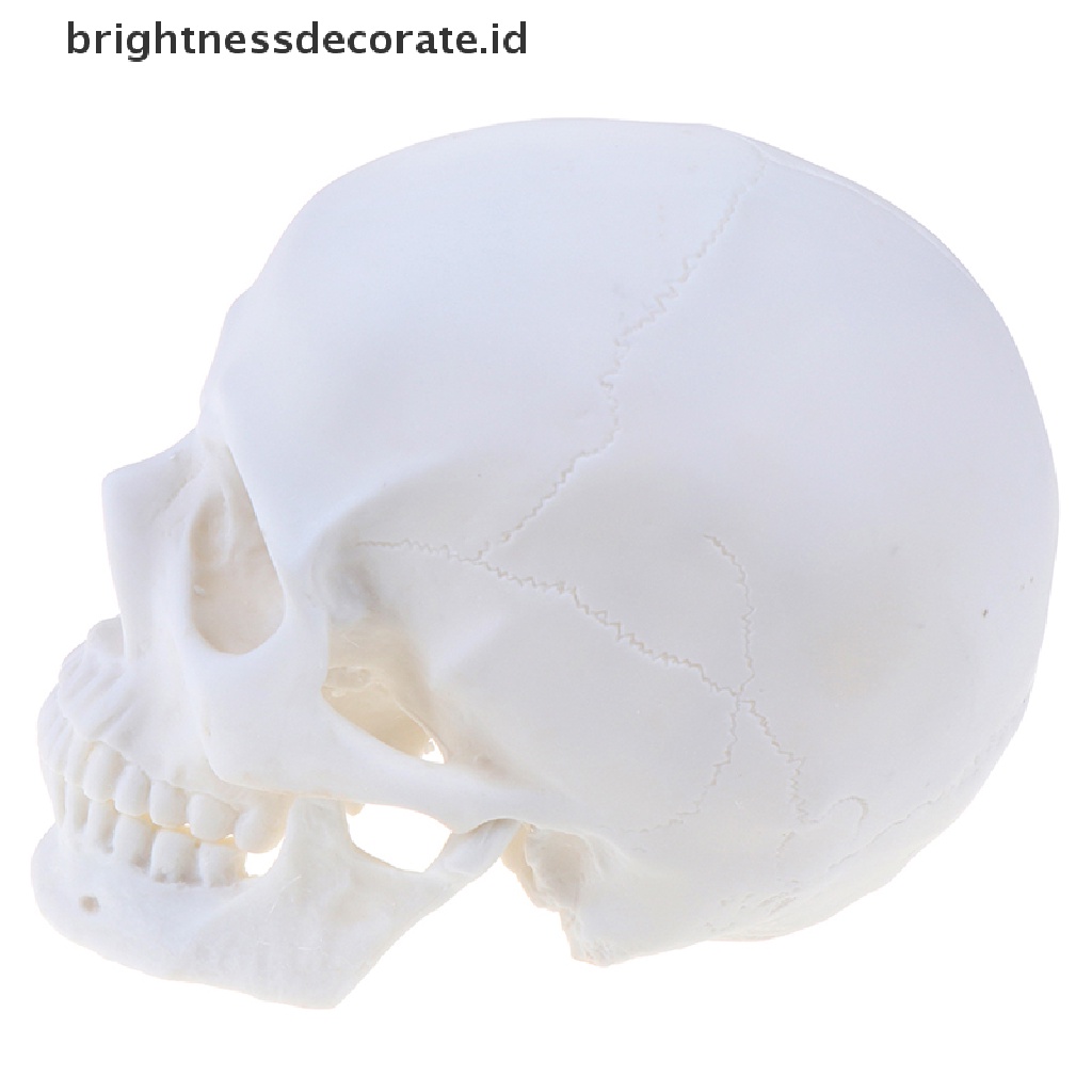 Model Tengkorak Manusia Bahan Resin Warna Putih 1: 1 Untuk Dekorasi Halloween