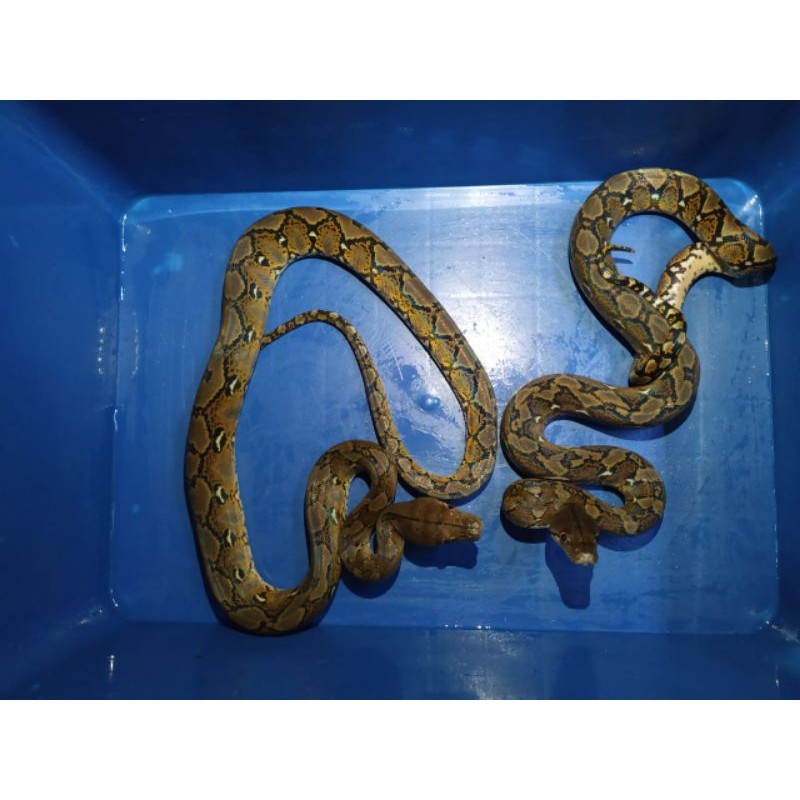 python reticulatus