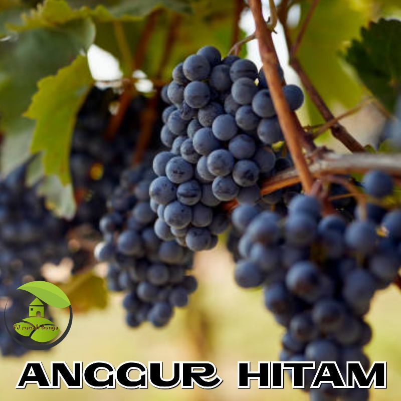 Benih Biji Buah Anggur Hitam lokal