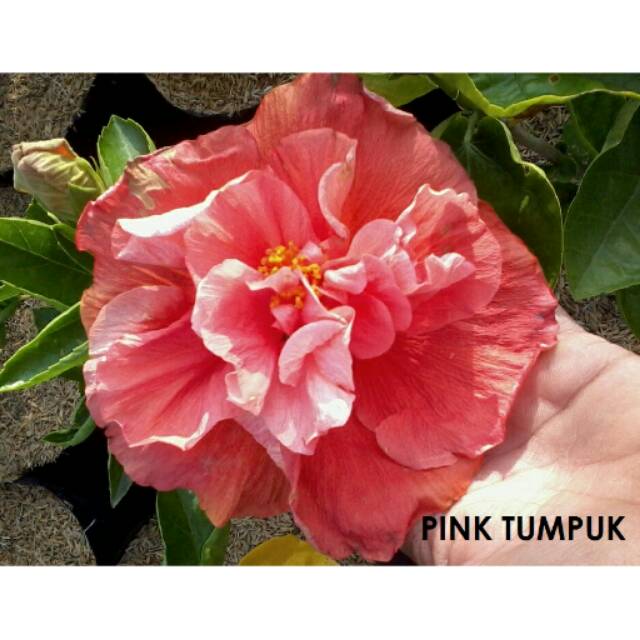 tanaman bunga sepatu Hibiscus Pink Tumpuk