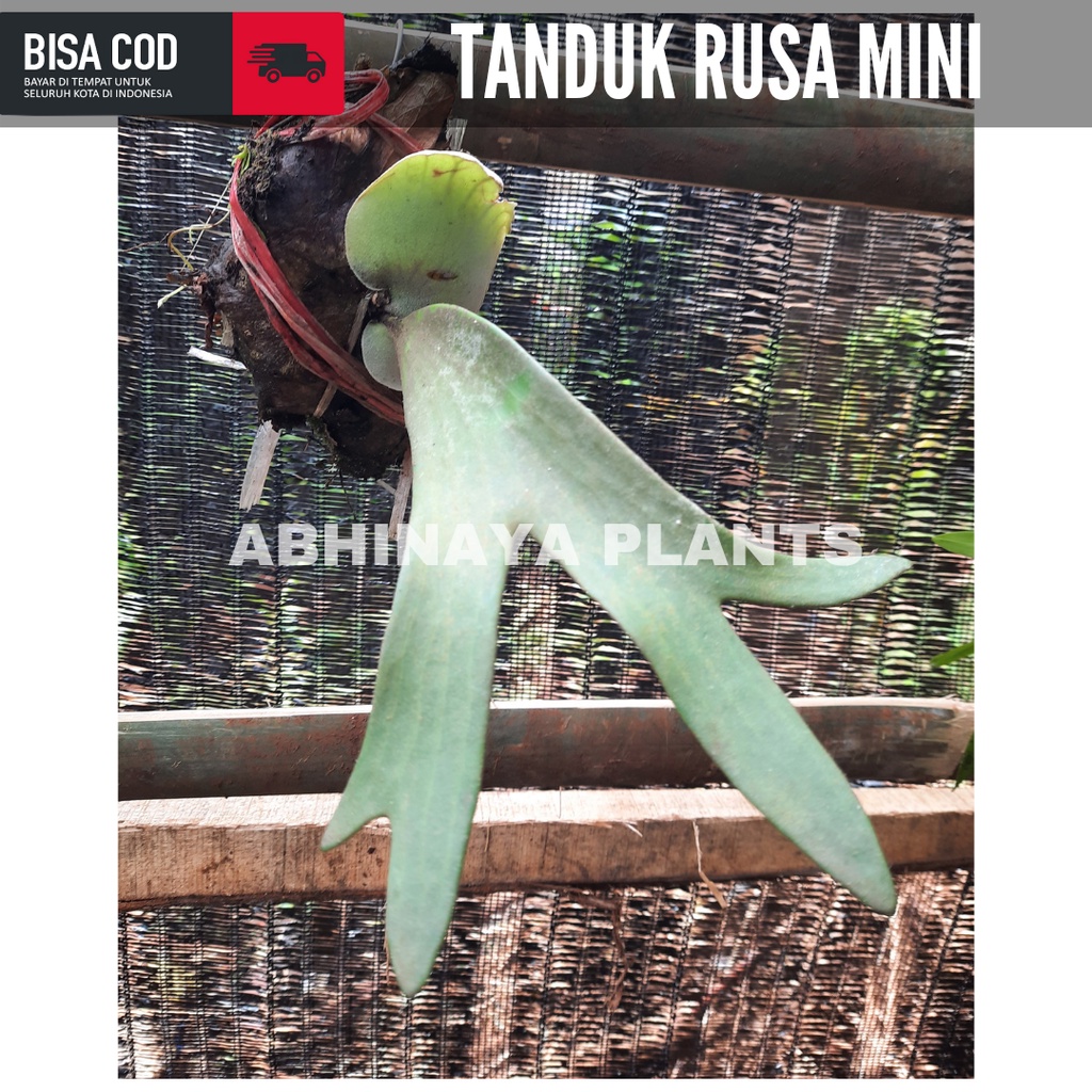Kadaka tanduk rusa mini - anakan kadaka tanduk rusa