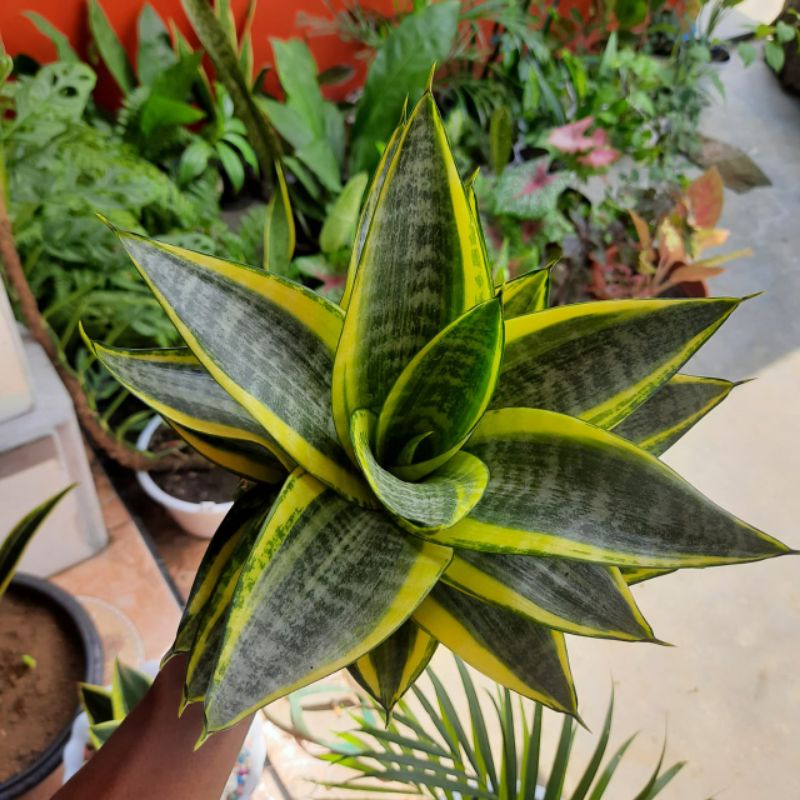Sansivera Golden hani - Sansivera - Sansiviera - sansivera mini - tanaman sansivera