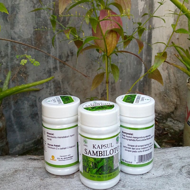 Kapsul sambiloto original Halal BPOM Ekstrak bubuk sambiloto kapsul al ghuroba