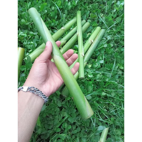 

Batang Pohon Kecombrang Hijau Segar/Batang Honje Fresh 1kg