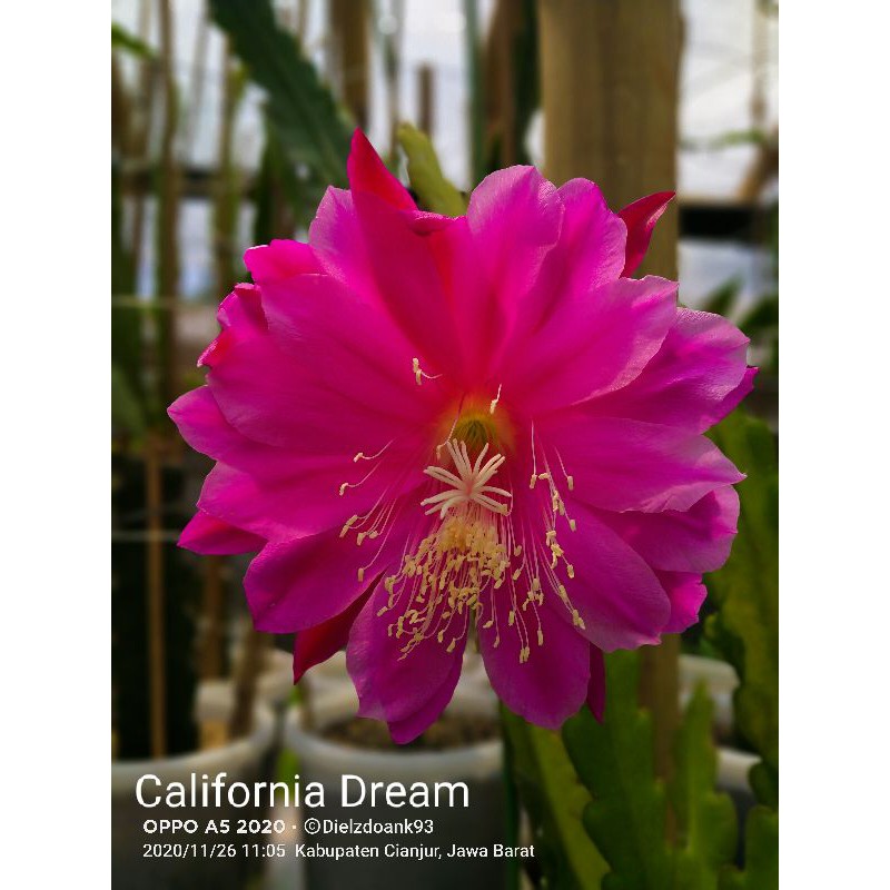 Epiphyllum Wijaya Kusuma Hybrid California Dream (import)