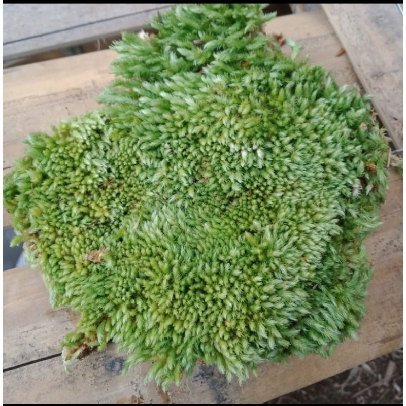 lumut hias hidup hutan forest moss 1kg