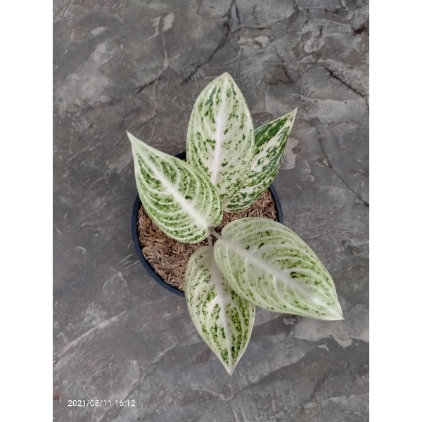 tanaman hias aglonema white legacy / aglaonema white legacy