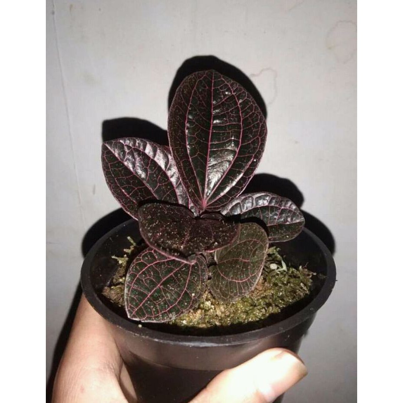 

sirih hutan merah atau viper