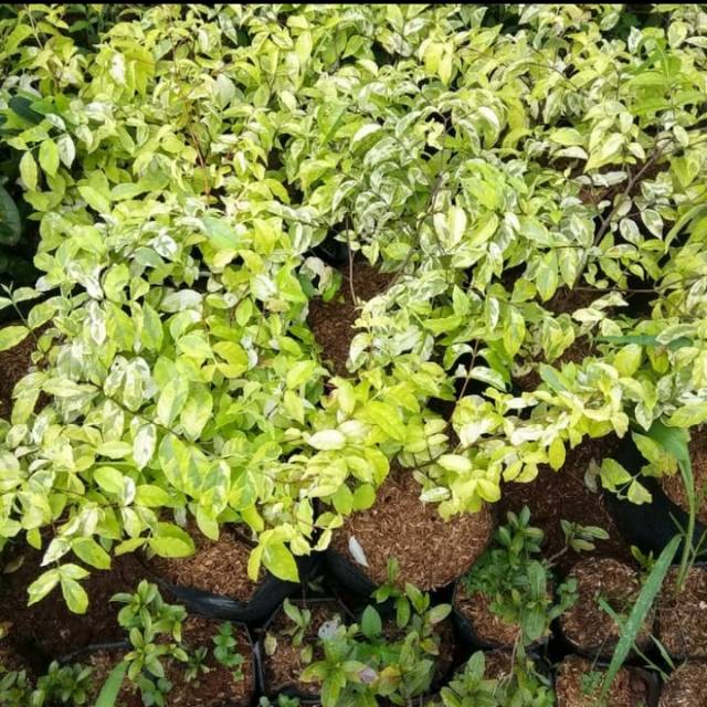 Pohon anting putri/ tanaman hias