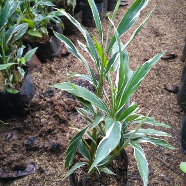 Tanaman honje varigata - tanaman herbal onje