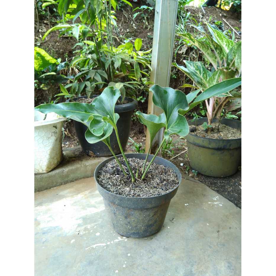 Anthurium corong tanaman hias