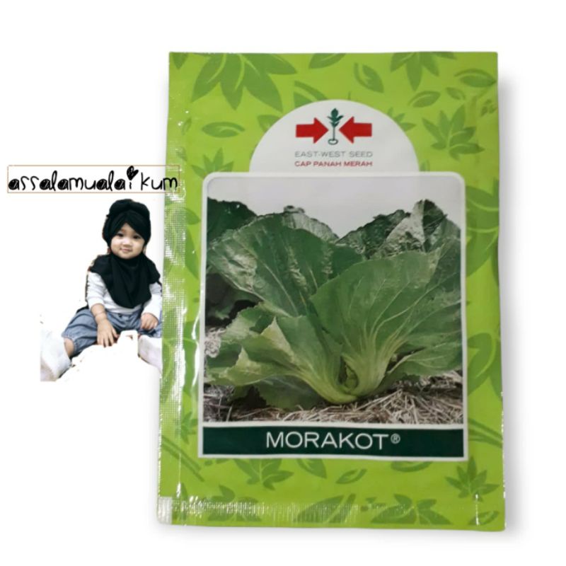 benih sawi pahit morakot