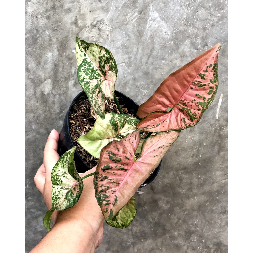 Syngonium Pink Flacked / Syngo Pink Flecked