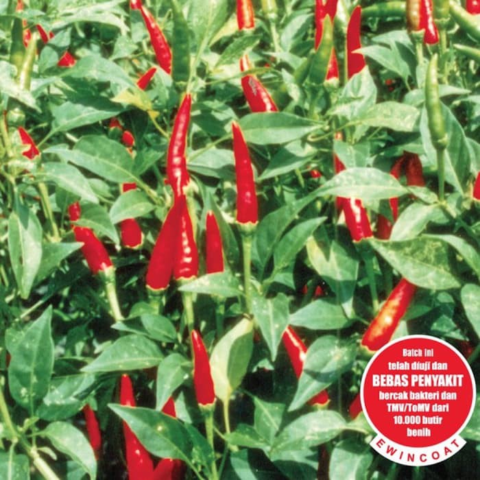 MURAH Benih/Bibit Cabe Rawit Hijau Pelita 8 F1 (Cap Panah Merah) NEW