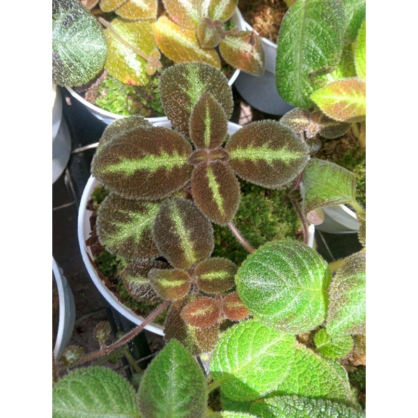 Episcia Blue Nile Bunga Ungu Putih