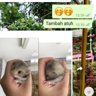 Hamster Syrian Anggora Remaja Gak Gigit Shopee Indonesia