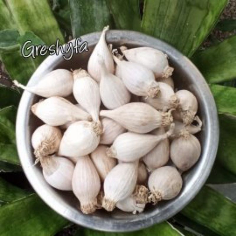 Bawang Putih Tunggal LOKAL / solo garlic / LANANG LOKAL 1 KG