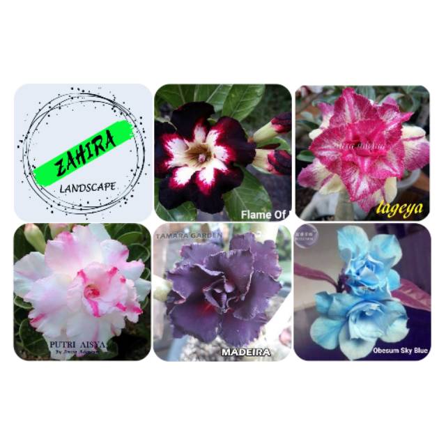 Paket (B1) 5 Bibit Kamboja Adenium Bunga Tumpuk - Tanaman Hias