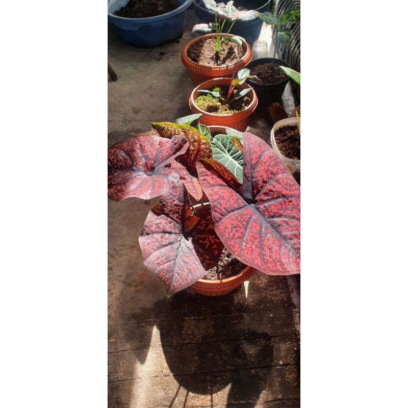 caladium hybrit doh bibit ready stock terbatas
