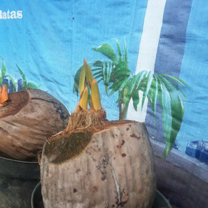 #kelapa gading oren kembar