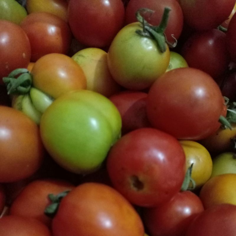 

SayurSegarMakassarRp.5000