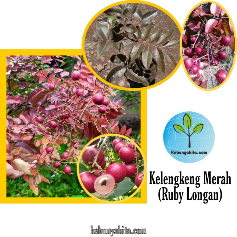 Bibit kelengkeng Merah/ bibit kelengkeng Ruby Longan/ bibit buah kelengkeng merah/ bibit buah murah