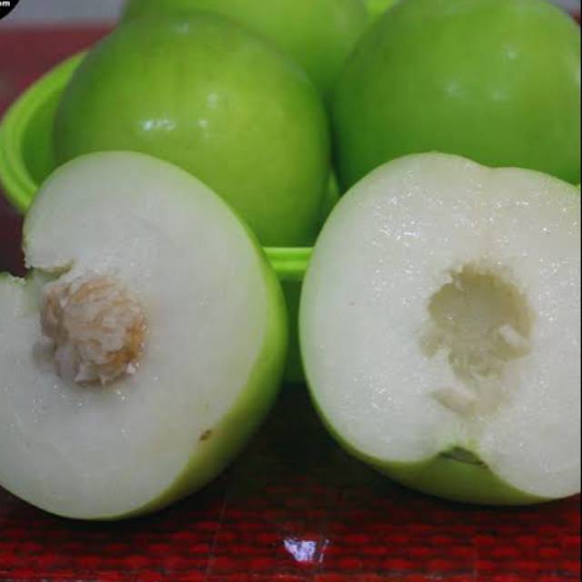 Bibit putsa atau bidara india, tananam buah